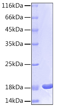 Recombinant human il-1 beta protein 50 µg