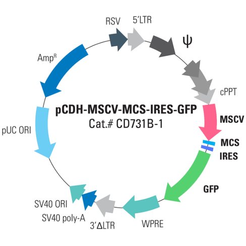 Pcdh -mscv-mcs-ires-gfp cdna cloning and expression vector 10 µg