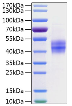 Recombinant human follistatin prote in (fs,fstl1,frp,fsl1) p19883 500 µg