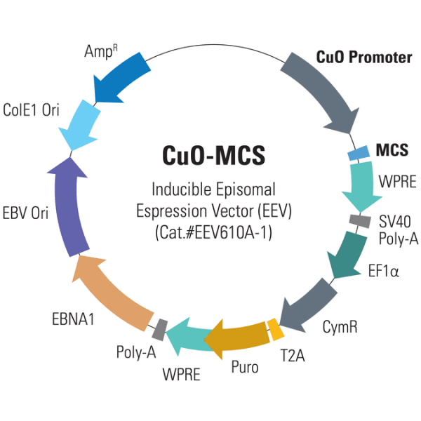 Cumate-inducible (cuo) eev cloning and expression vector10 µg 10 µg