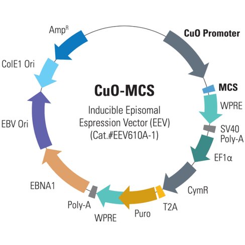 Cumate-inducible (cuo) eev cloning and expression vector10 µg 10 µg