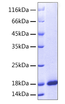 Recombinant human manf protein 50 µg