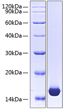 Recombinant human fabp1/l-fabp prot ein 500 µg