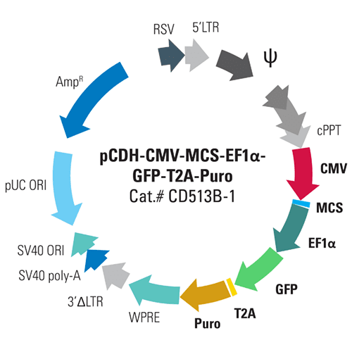 Pcdh-cmv-mcs-ef1-copgfp+puro cdna clon/exp vector [pre-packaged] sup à1 x 10^6 ifus