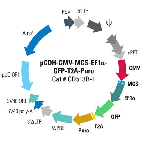 Pcdh-cmv-mcs-ef1-copgfp+puro cdna clon/exp vector [pre-packaged] sup à1 x 10^6 ifus