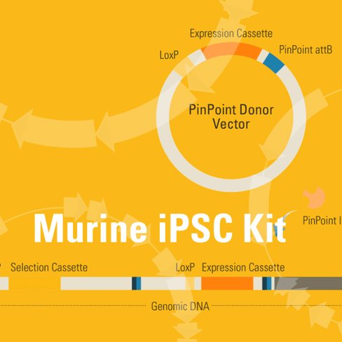 Pinpoint-fc murine ipsc platform kit for targeted gene insertion 1 kit