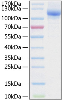 Recombinant human neuropilin 2/nrp2 protein 500 µg