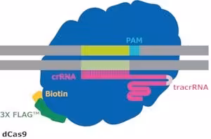 Dcas9-3xflag -biotin protein from st 250 µg