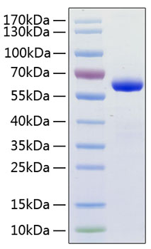 Recombinant human april protein 10 µg