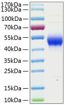 Recombinant human cd14 protein 100 µg