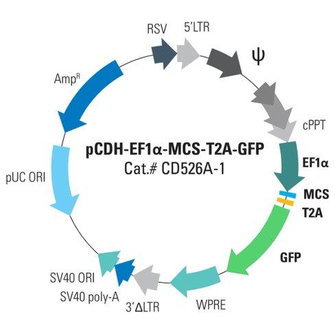 Pcdh -ef1-mcs-t2a-copgfp cdna cloning and expression vector 10 µg