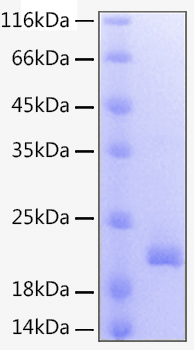 Recombinant human 4-1bb ligand/tnfs f9 protein 10 µg