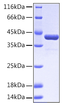 Recombinant human epha2 protein 50 µg