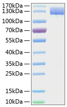 Recombinant human anpep/cd13 protein 100 µg
