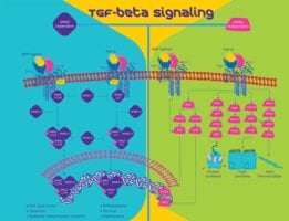 Bone morphogenetic protein,2 human 10 µg