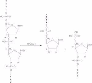 Deoxyribonuclease i type iv from bovine 150ku 150 KU