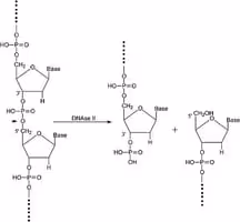 Deoxyribonuclease ii type iv from 20ku 20 KU