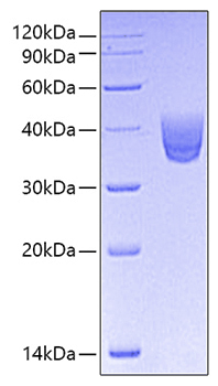 Recombinant human cd157/bst1/adp-ri bosyl cyclase 2/cyclic adp-ribose hydrolase 2 protein 10 µg