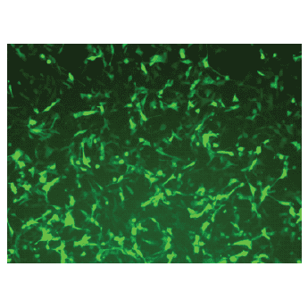 Ppack-id: integrase-defective lentiviral packaging mix 30 réactions