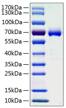 Recombinant human ephrin a3 protein 50 µg