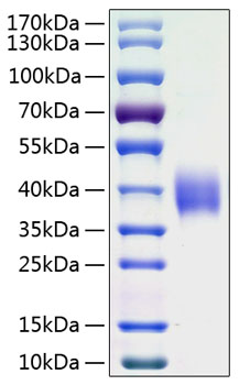 Recombinant human b7-h3 protein 50 µg