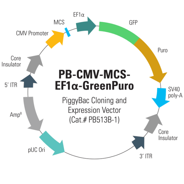 Pb -cmv-mcs-ef1-greenpuro cdna cloning and expression vector (sous lic10 µg 10 µg
