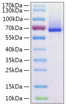 Recombinant human glypican 1 protei n 50 µg