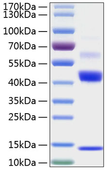 Recombinant human tgf-beta 1 protei n 50 µg