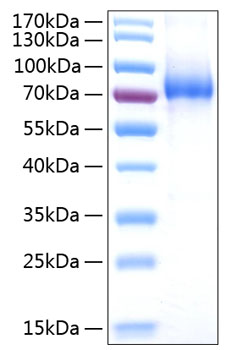 Recombinant human il7r alpha protein 100 µg