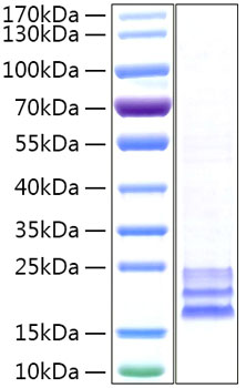 Recombinant human ceacam8 protein ( cd66b, cd67, cgm6, nca-95) p31997 500 µg
