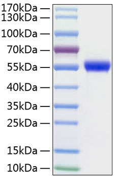 Recombinant human urokinase/plau pr otein 50 µg
