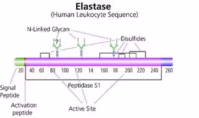 Elastase leukocyte from human 1u 1 U