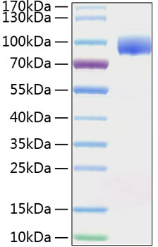 Recombinant human nectin-1/pvrl1/cd 111 protein 50 µg