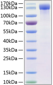 Recombinant human her4/erbb4 protei n 50 µg