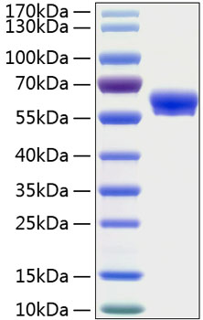 Recombinant human layilin protein 10 µg