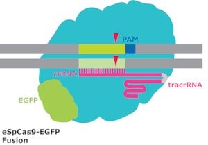 eSpCas9-GFP Protein from Streptococcus pyogenes 250 µg