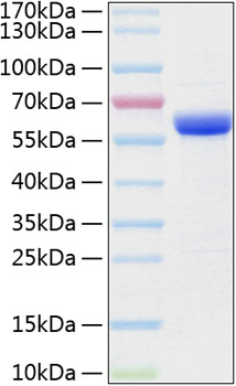 Recombinant human mmp-3 protein 100 µg