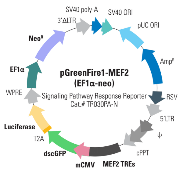 Pgreenfire1-mef2 (plasmid)+ ef1-neo 10 µg