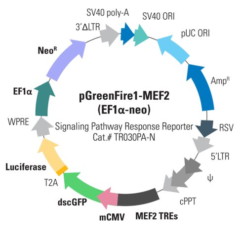 Pgreenfire1-mef2 (plasmid)+ ef1-neo 10 µg