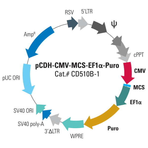 Pcdh -cmv-mcs-ef1-puro cdna cloning and expression vector10 µg 10 µg