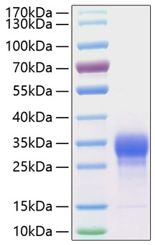 Recombinant human il-7 protein 10 µg