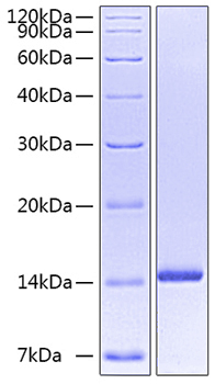 Recombinant human nt-3/neurotrophin -3 protein 10 µg