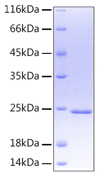 Recombinant human oncostatin-m/osm protein 20 µg
