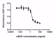 Recombinant Mouse EGF (carrier-free) 100 µg
