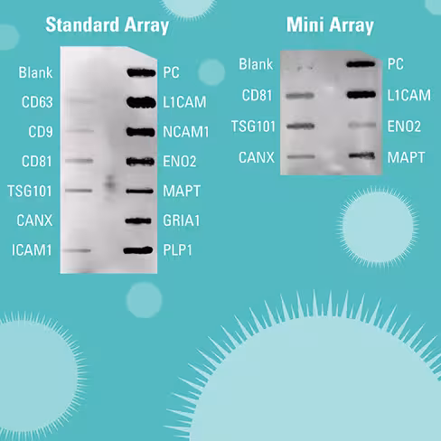 Exo-check exosome antibody array (neuro) mini 8 array(s)