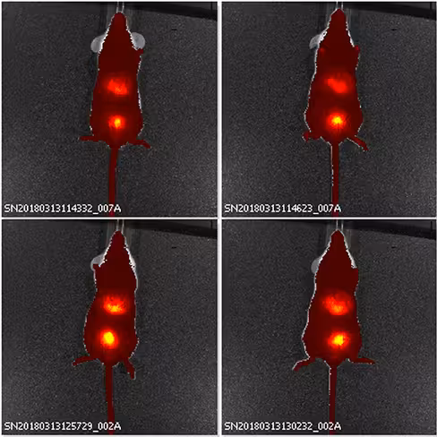 Exoglow-vivo ev labeling kit (near ir)12 reactions 12 réactions(s)