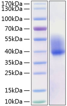 Recombinant mouse m-csf/csf-1 prote in 10 µg