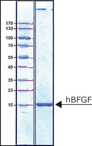 Fibroblast growth factor-basic human 25 µg