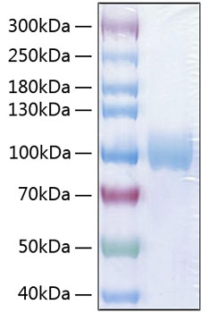 Recombinant human cd155/pvr protein 100 µg