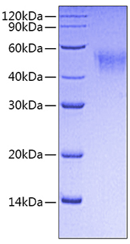Recombinant mouse fc i ri/fcgr1a/c d64 protein 10 µg